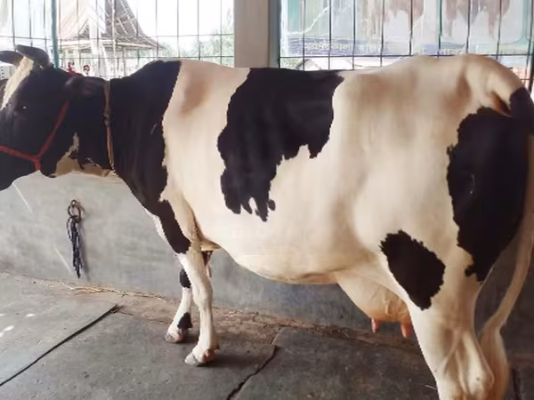 Lembu betina, Buffalo