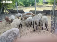 Ido (xirmo, jins lama sheegin), Cameroon sheep — sawirka 2