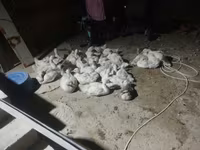Geese — 사진 1