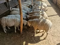 Продам мясо — foto 5