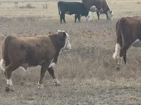 ষাঁড়, Latvian Blue cattle — ছবি 3