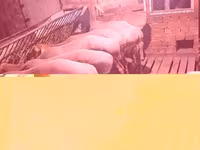 Խոյ, Arashan sheep — լուսանկար 6