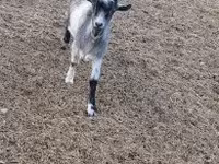 बकरा, Saanen goat — फ़ोटो 1