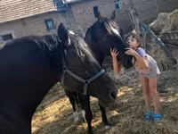 Kůň, Nonius horse — foto 5