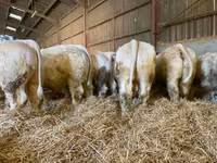 Dibi, Simmental cattle — sawirka 7