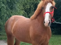 Klisna, Koně — foto 3