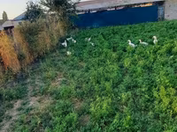 Chickens — foto 7