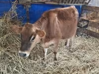 ላም, Jersey breed — ፎቶ 6