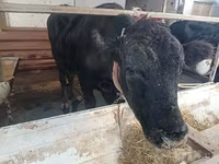 Bovini (lotto, sesso non specificato), Aberdeen Angus — foto 1