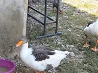 Geese — عکس 2