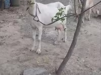 Буз, Бузҳо — акс 4