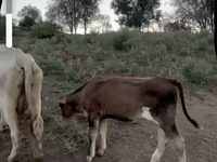 Krava, Latvian Blue cattle — foto 2