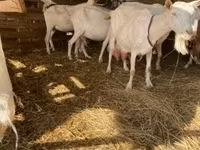 بکری, بکریاں — تصویر 1
