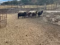 Bagge, Racka sheep — foto 3