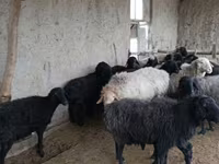 گوسفند (گروه، جنسیت مشخص نشده), Hissar sheep — عکس 2