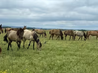 암말, Horse breed — 사진 2