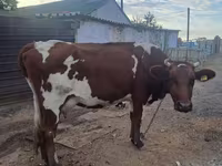 Lo’, Simmental cattle — sawirka 3