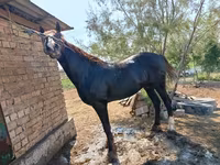 Hengst, Kyrgyz Horse — Foto 6