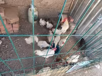 Chickens — Foto 2
