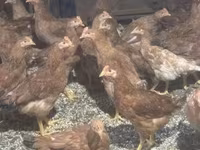 Chickens — 5. fotó