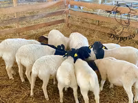 母羊, Dorper sheep — 照片 2