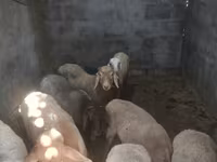 Вівця, Rhon sheep — фото 4