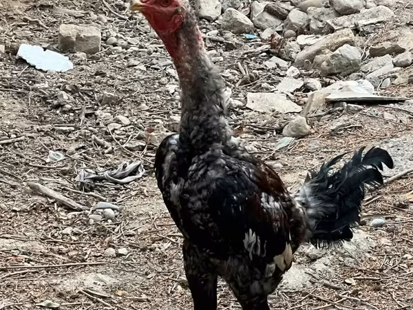 Chickens — Kyrgyzstan
