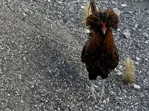 Chickens