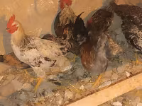 Chickens — Foto 6