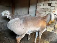 Ovca, Arashan sheep — fotografija 6
