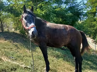 ፈረስ, Horses — ፎቶ 4