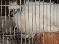 Silkie — foto 3