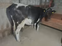 Vacă, Rasa Holstein — foto 3