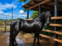 Асп, Friesian — акс 2