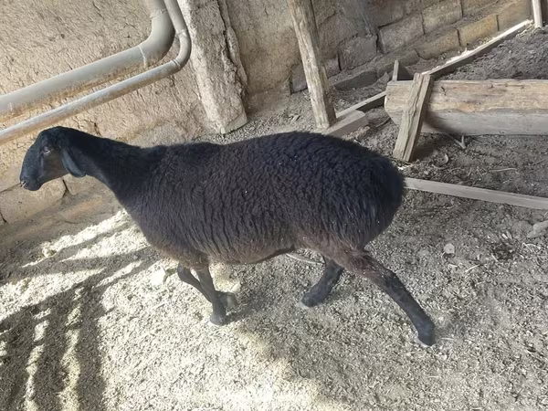 Widder, Rhon sheep