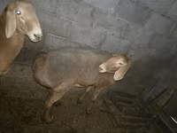 Ovelha, Arashan sheep — foto 5