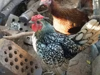 Sebright — foto 4
