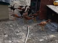 Chickens — fotografija 8