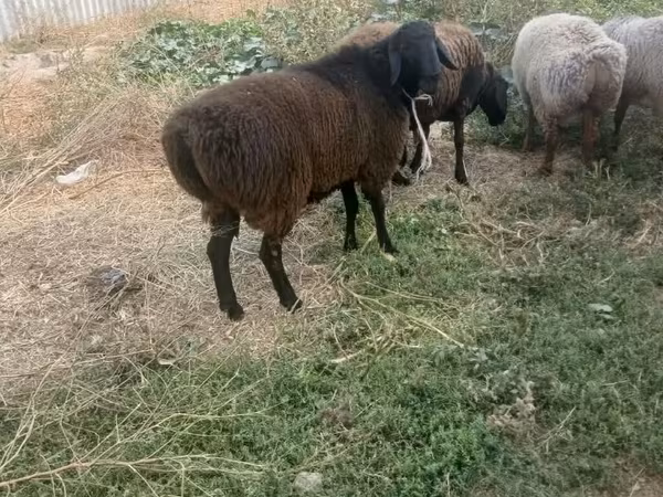 Montone, Rhon sheep