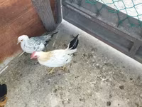 Chickens — 사진 4