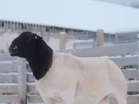 Ram, Dorper sheep — photo 3
