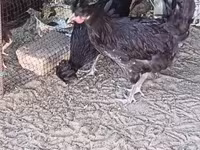 Kosovo Longcrower — foto 4
