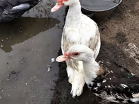 domácí kachna pižmová — foto 7