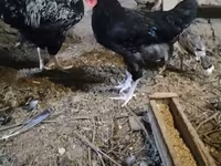 Chickens — عکس 3