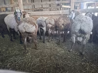 Ido, Sheep — sawirka 3