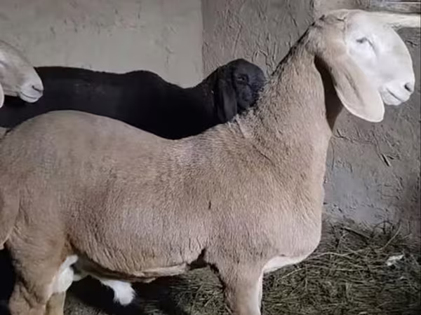 قوچ, گوسفند