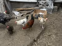 Chickens — акс 6