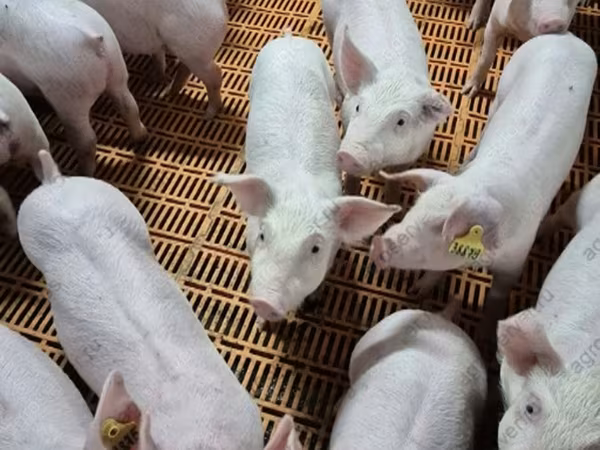Babi betina, Pigs