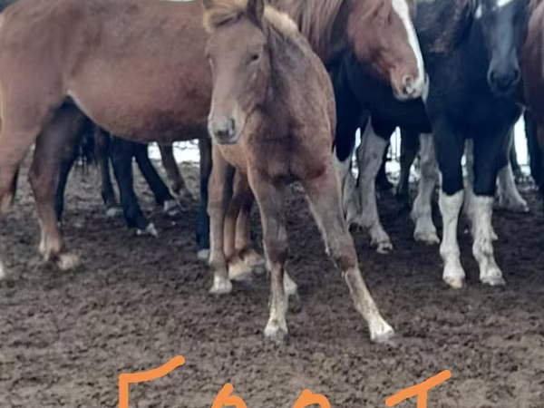 암말, Horse breed