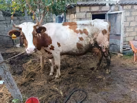Sapi, Simmental cattle — foto 2